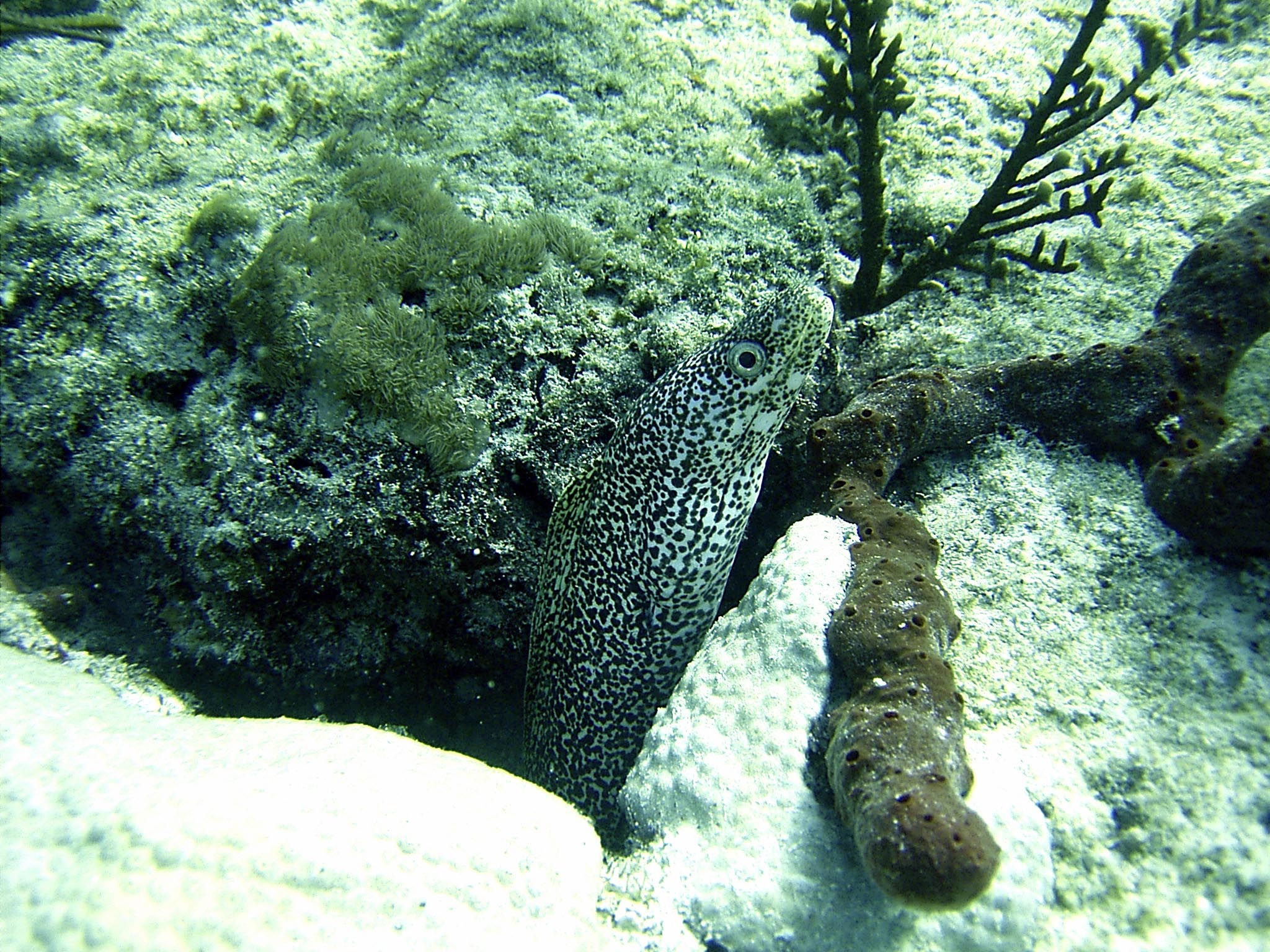 spotted_moray_1_3-20-05