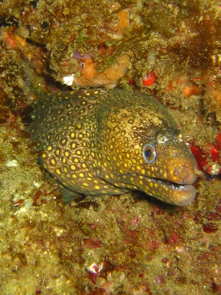 spotted_moray_cropped_resized_0571
