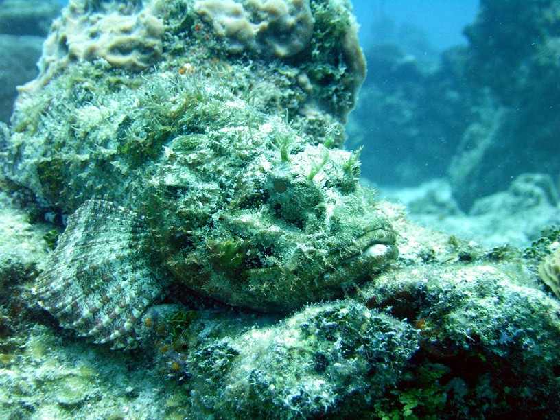 Spotted_Scorpionfish_10