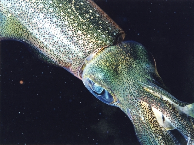 Squid eating a covict tang