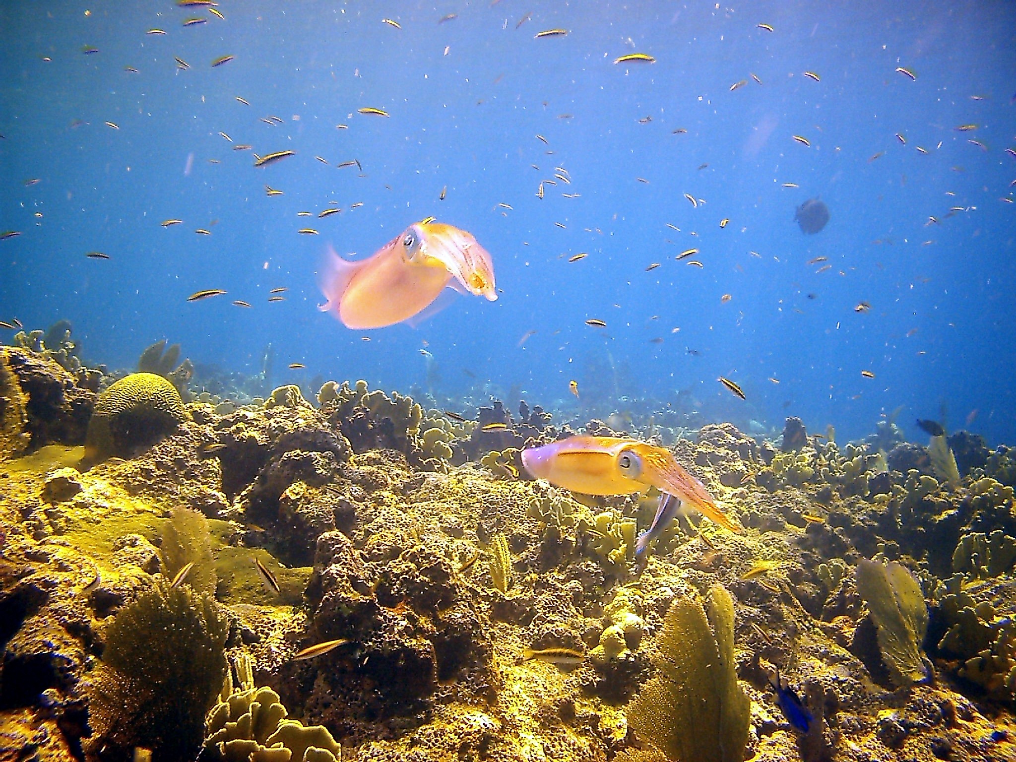 Squid in Cozumel