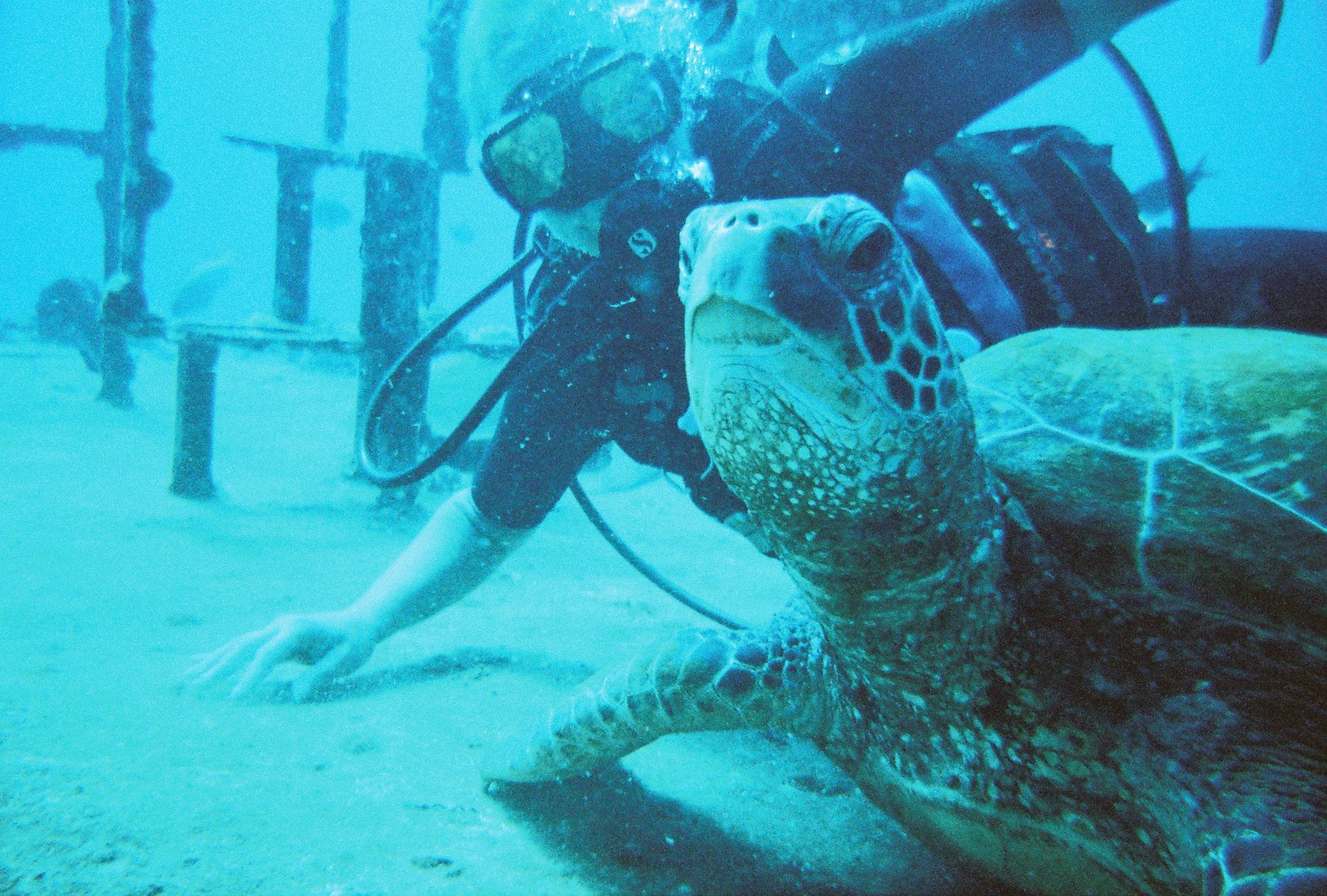 St. Anthony's Wreck Turtle