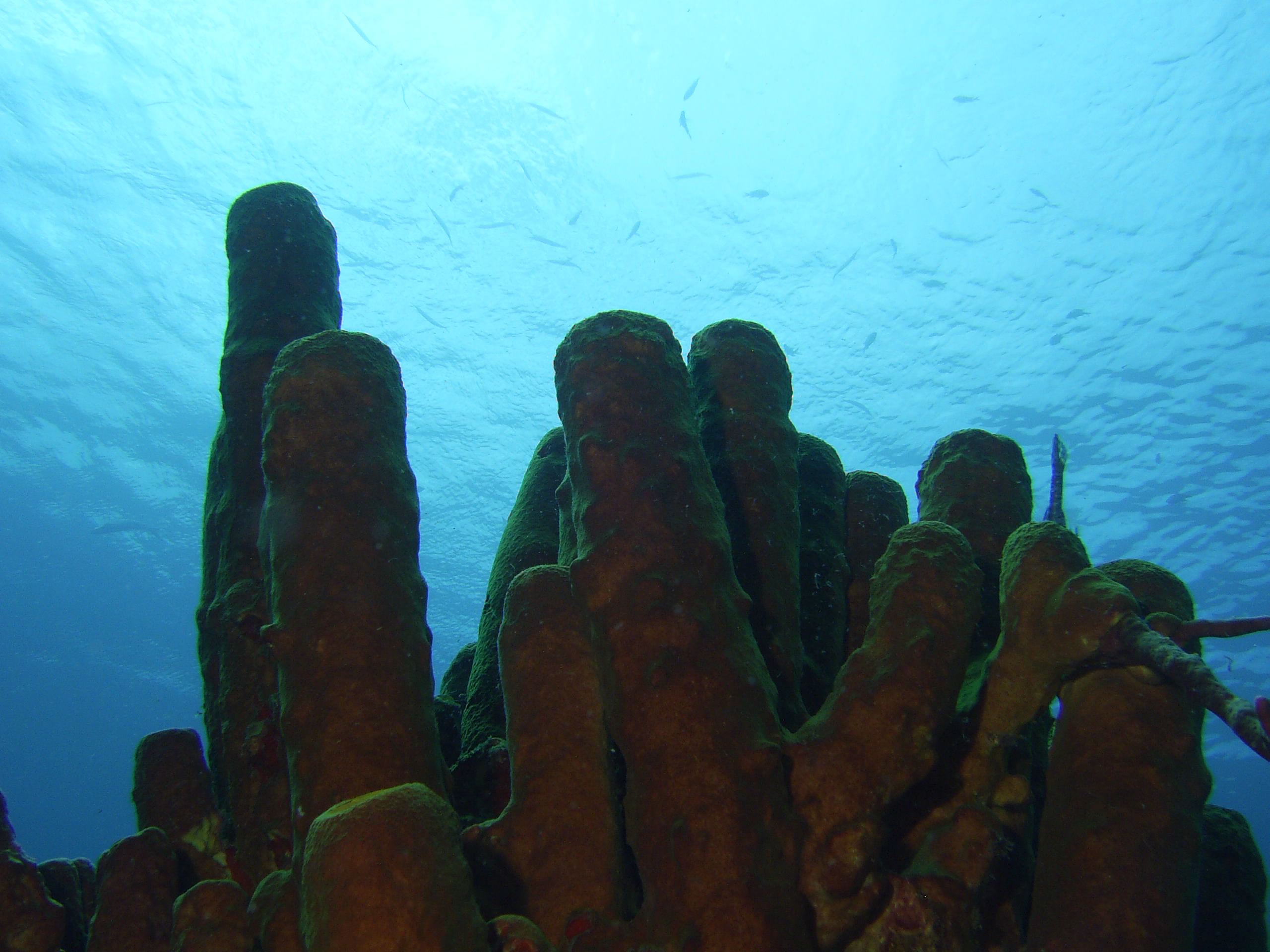 St Lucia Wreck