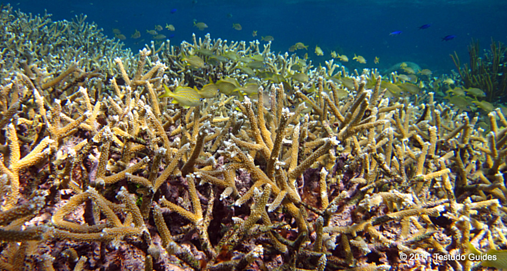 Staghorn Coral  - Grand Cayman
