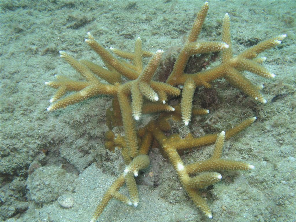 Staghorn Coral Lauderdale by the Sea