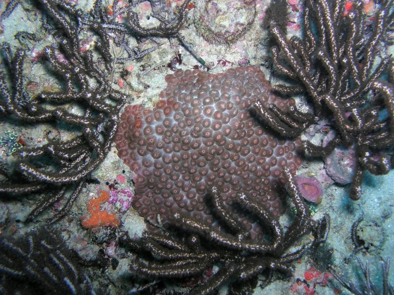 Star Coral
