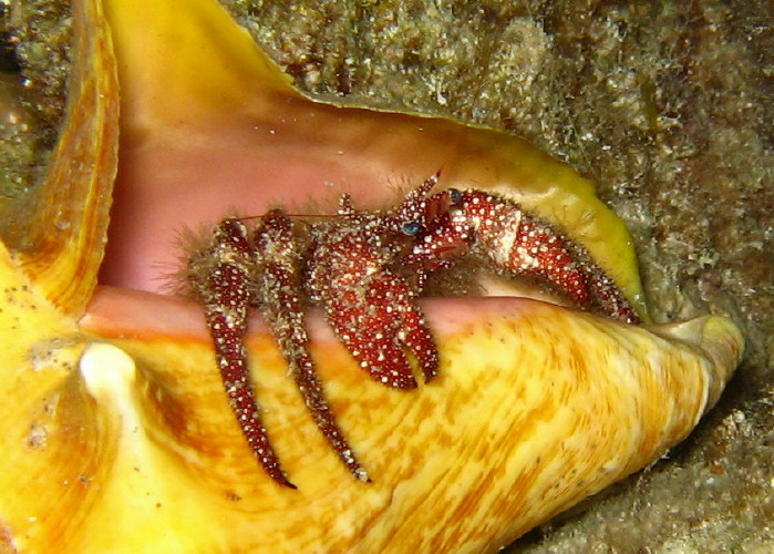 Star-Eyed Hermit Crab