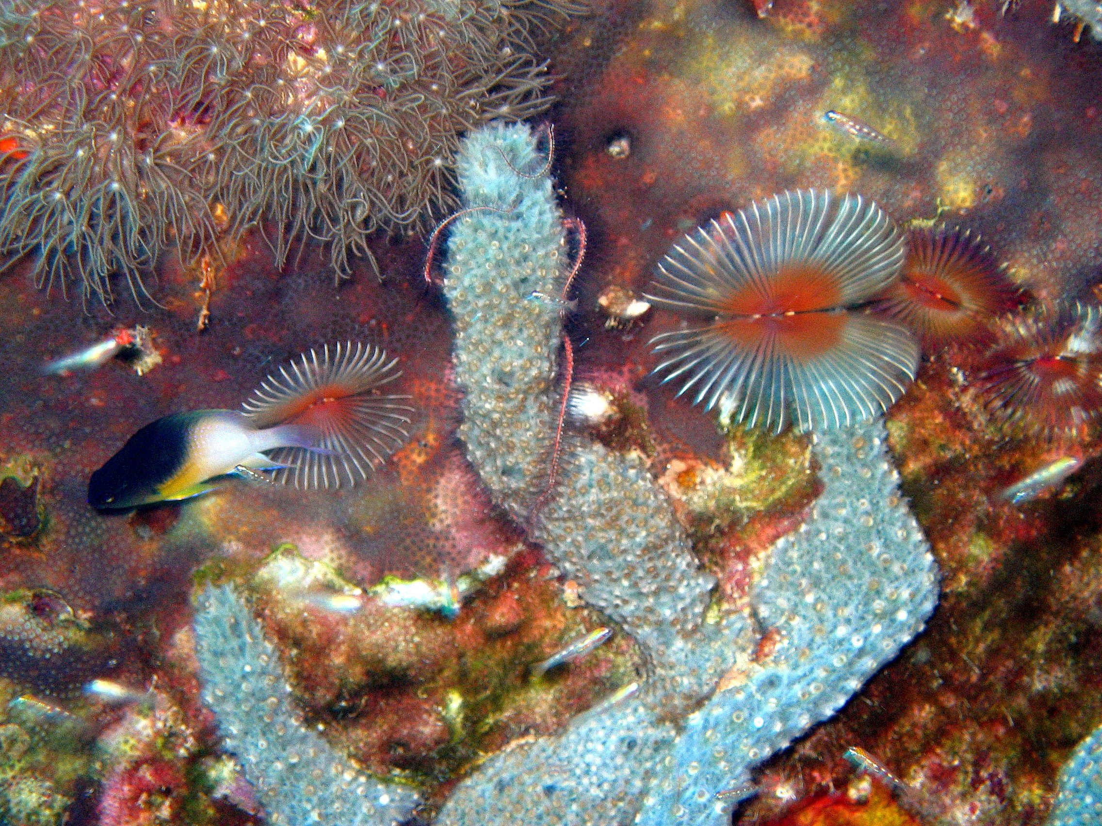 Star Horseshoe worms in Bonaire
