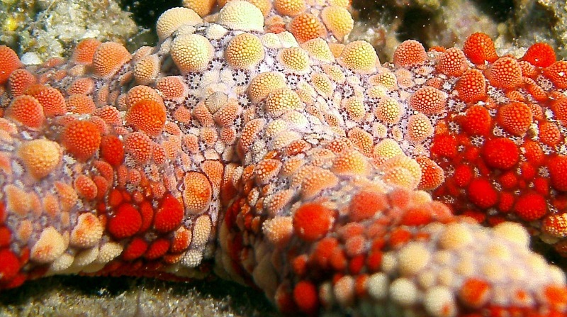 Starfish (closeup)