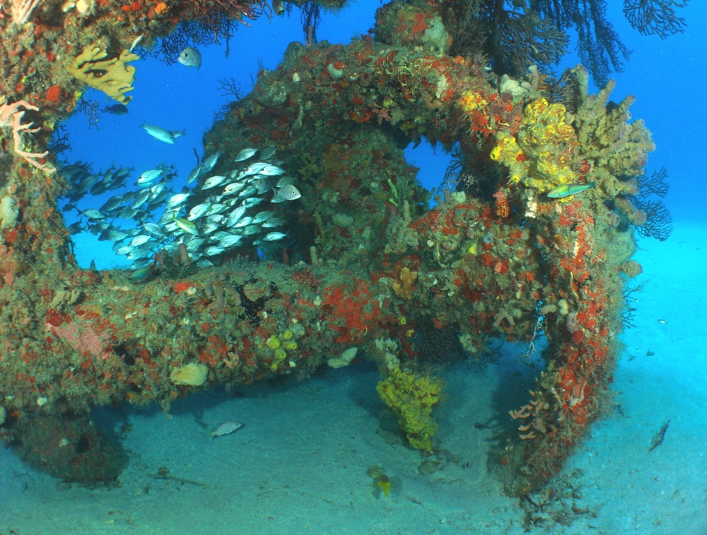 Stern/Prop Section of the Wreck of the Scutty