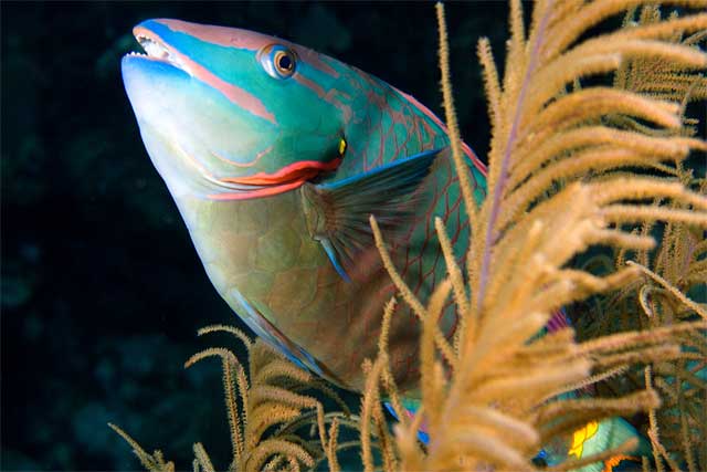 Stoplight-Parrotfish-3