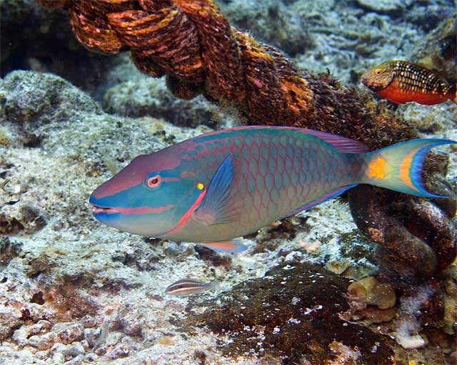 Stoplight-Parrotfish-Termin