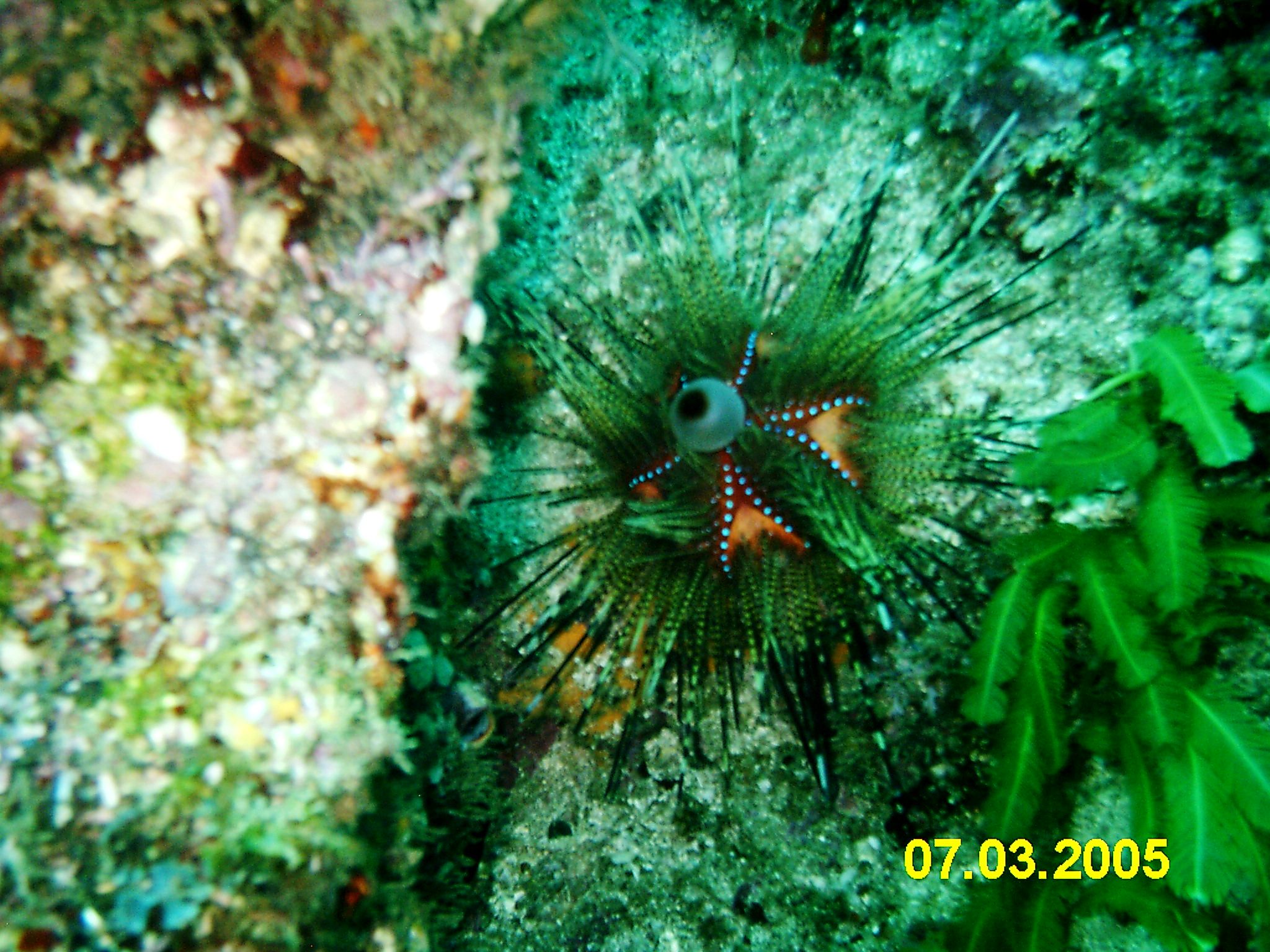 Strange Urchin - Costa Rica