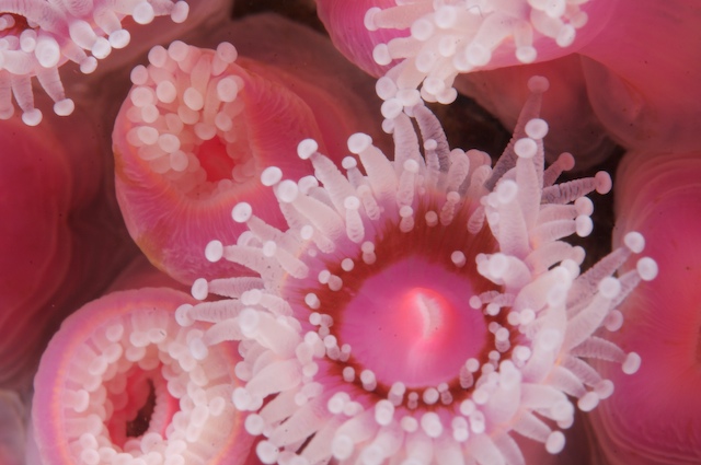 strawberry anemone