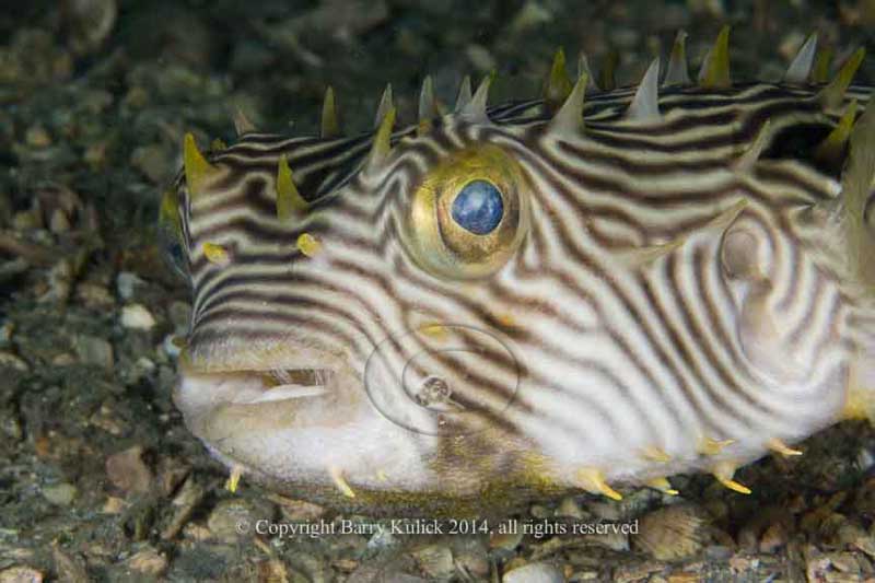 Striped Burrfish, Chilomycterus schoepfi