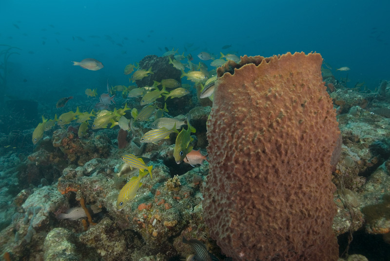 Sunkist Reef - Pompano