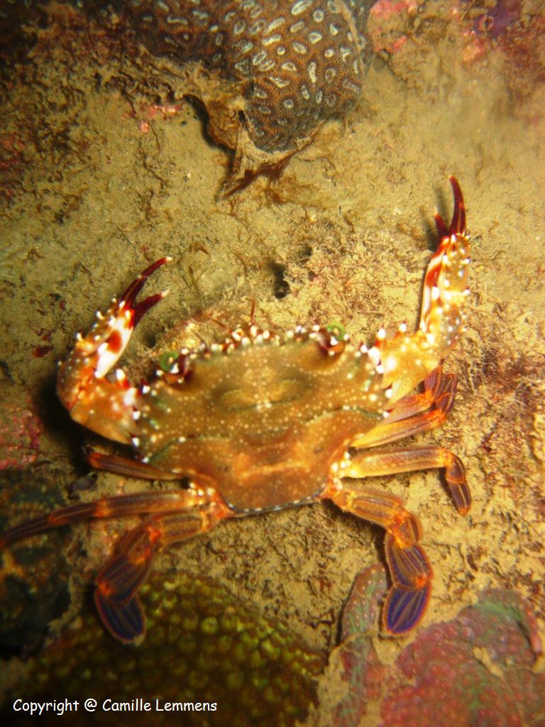 Swimmer crab