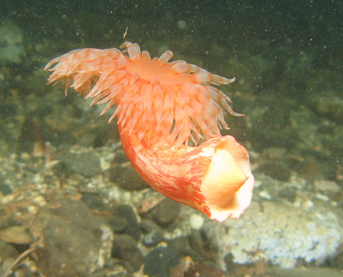 Swimming Anemone