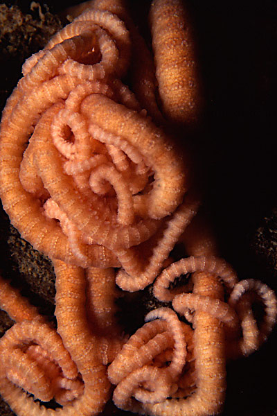 Tangled Arms of a Basket Star