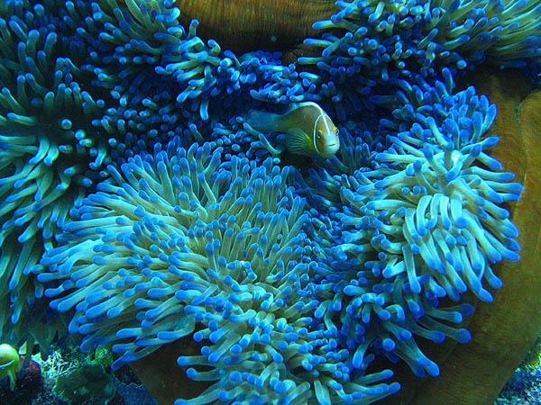 The Compulsory Clownfish-and-Anenome Photograph