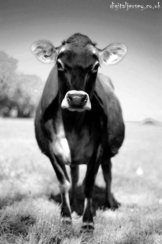The famous Jersey Cow!!