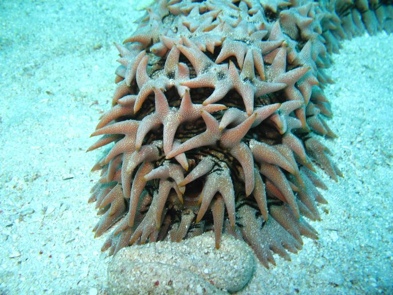 The front end of a very unusual sea slug