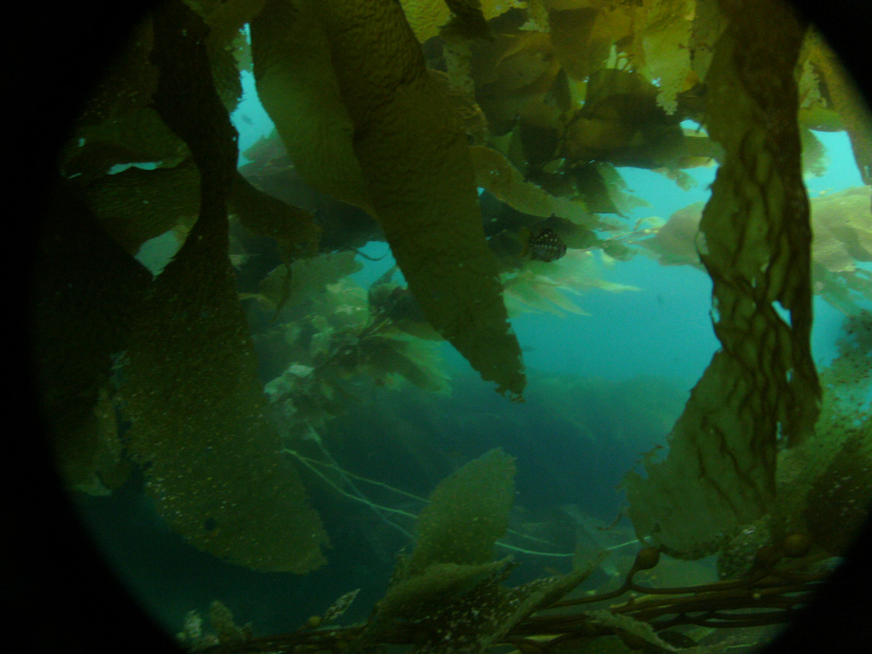 The kelp forest
