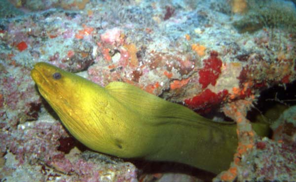 The Moray the Merrier