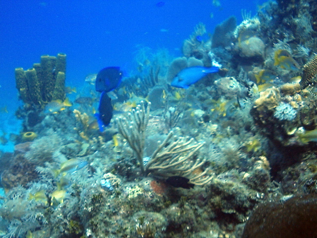 The_reef_at_50_feet