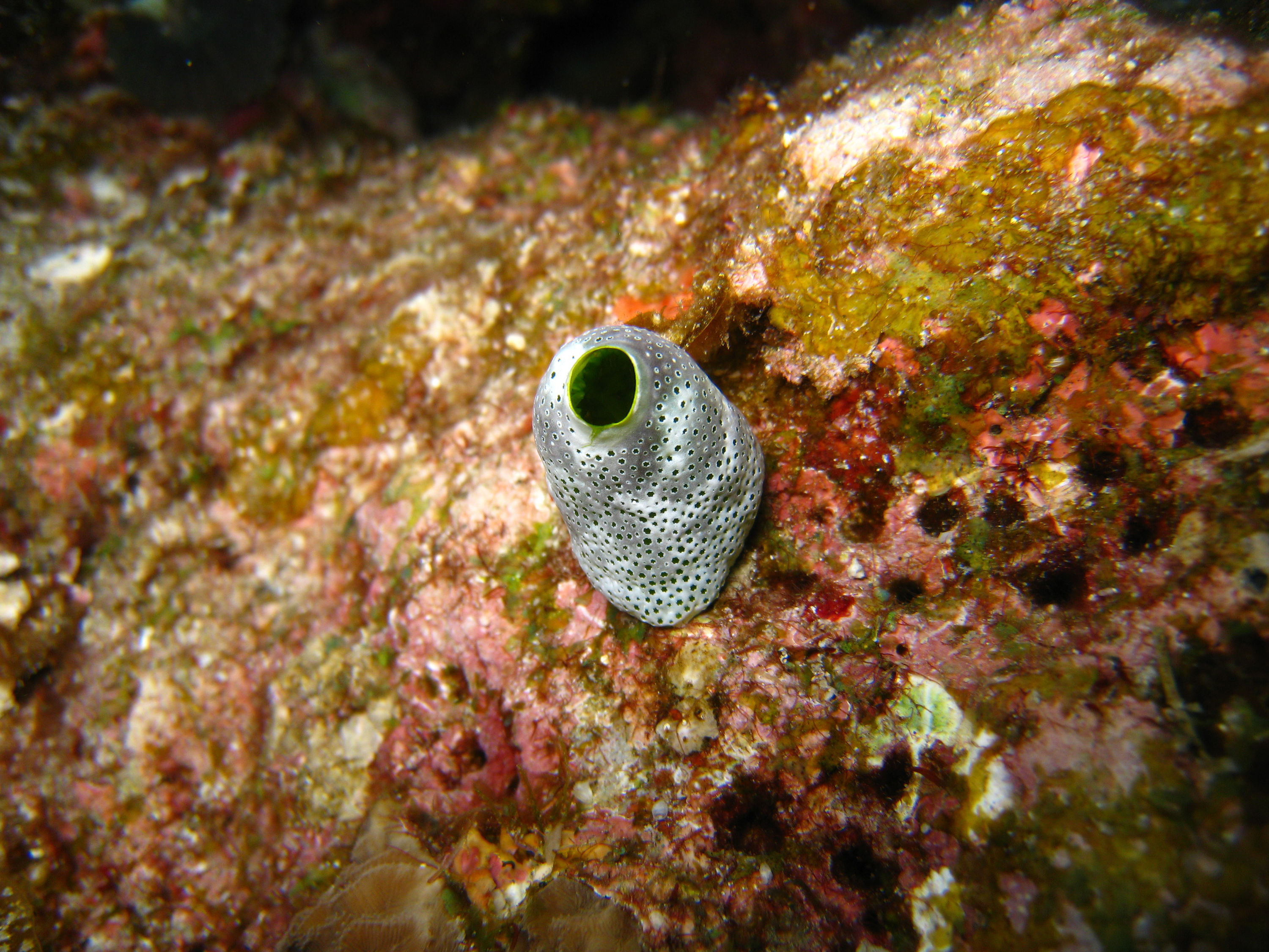 Tiny green and silver sponge