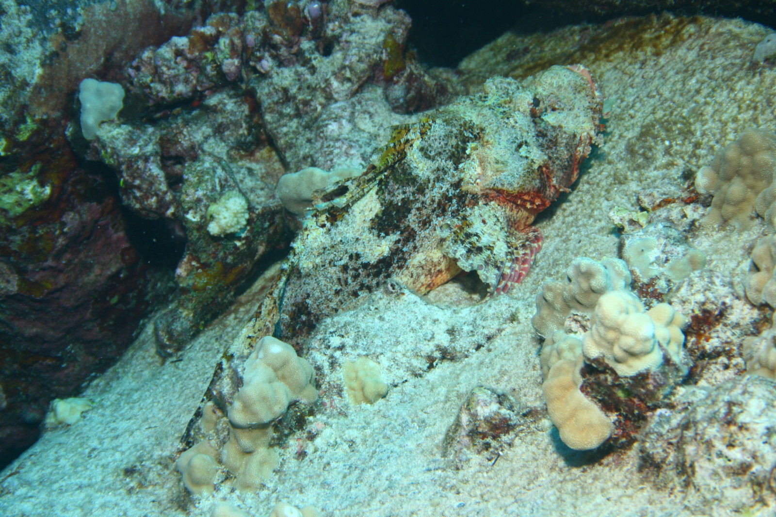 Titan Scorpionfish