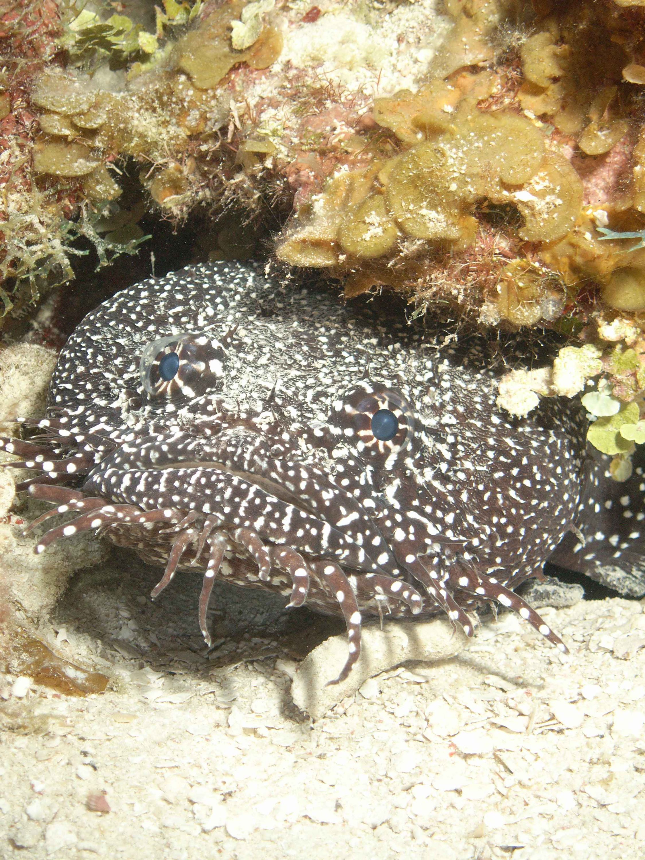 Toadfish - Belize '07