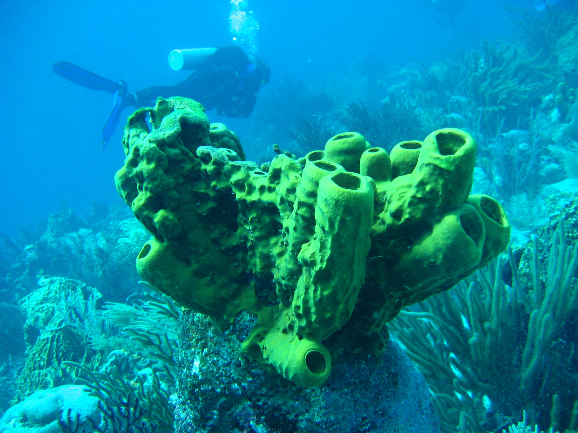 Tobago Sponge