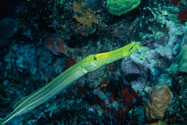 Tr-Fish-St-Lucia