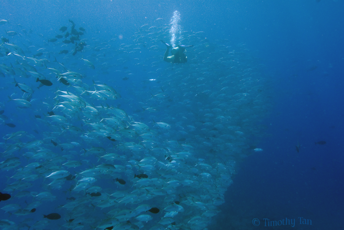 trevally_and_diver