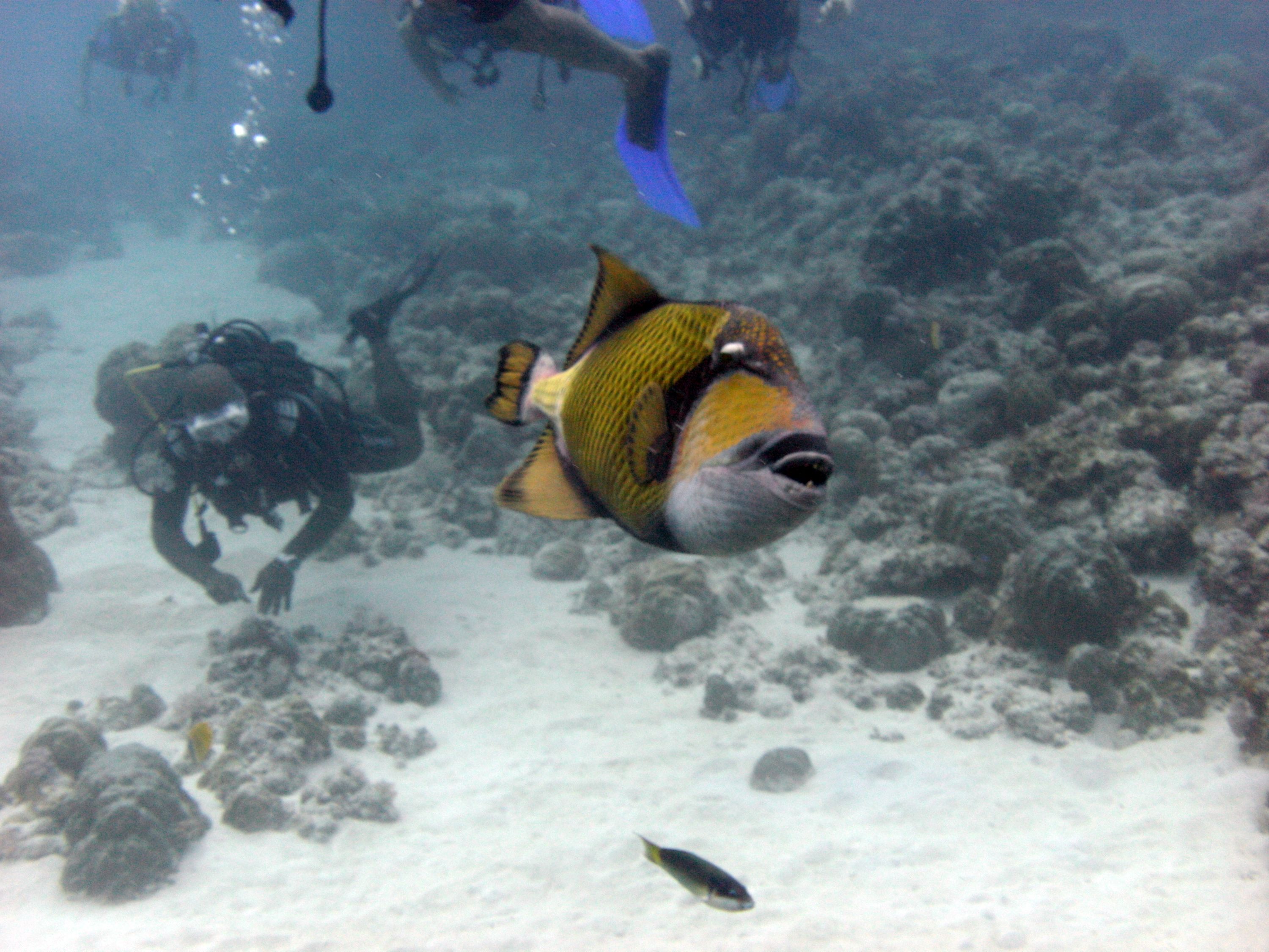Trigger fish - Mauritius