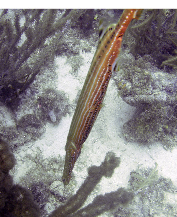Trumpetfish in Curacao