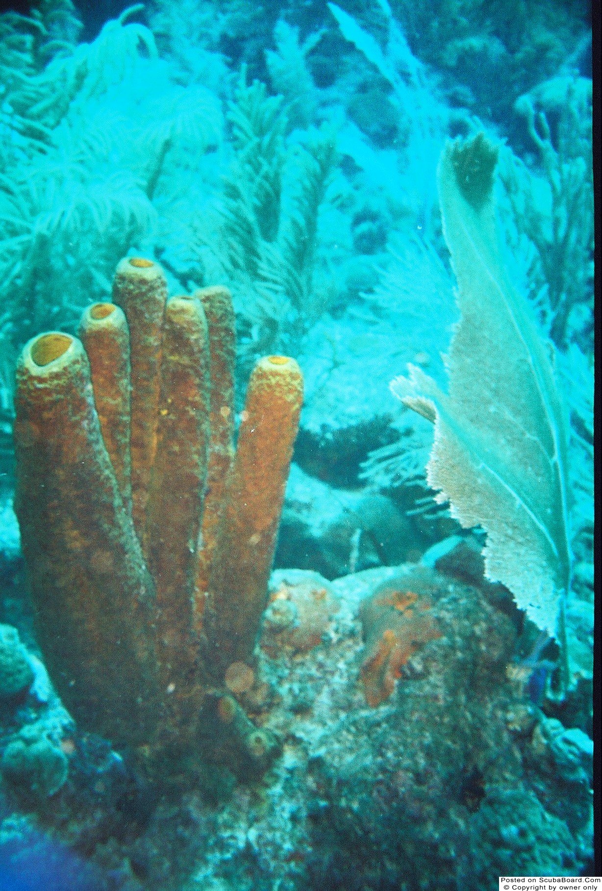 Tube Sponge and Sea Fan