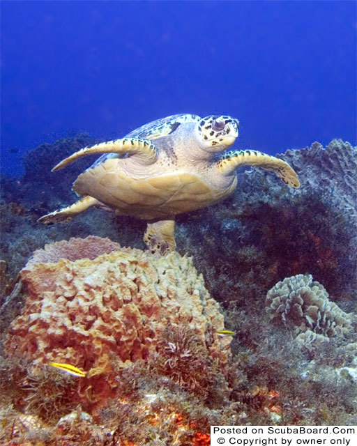 Turtle-3