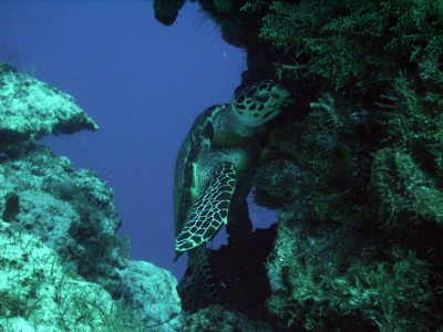 Turtle at Palancar Reef