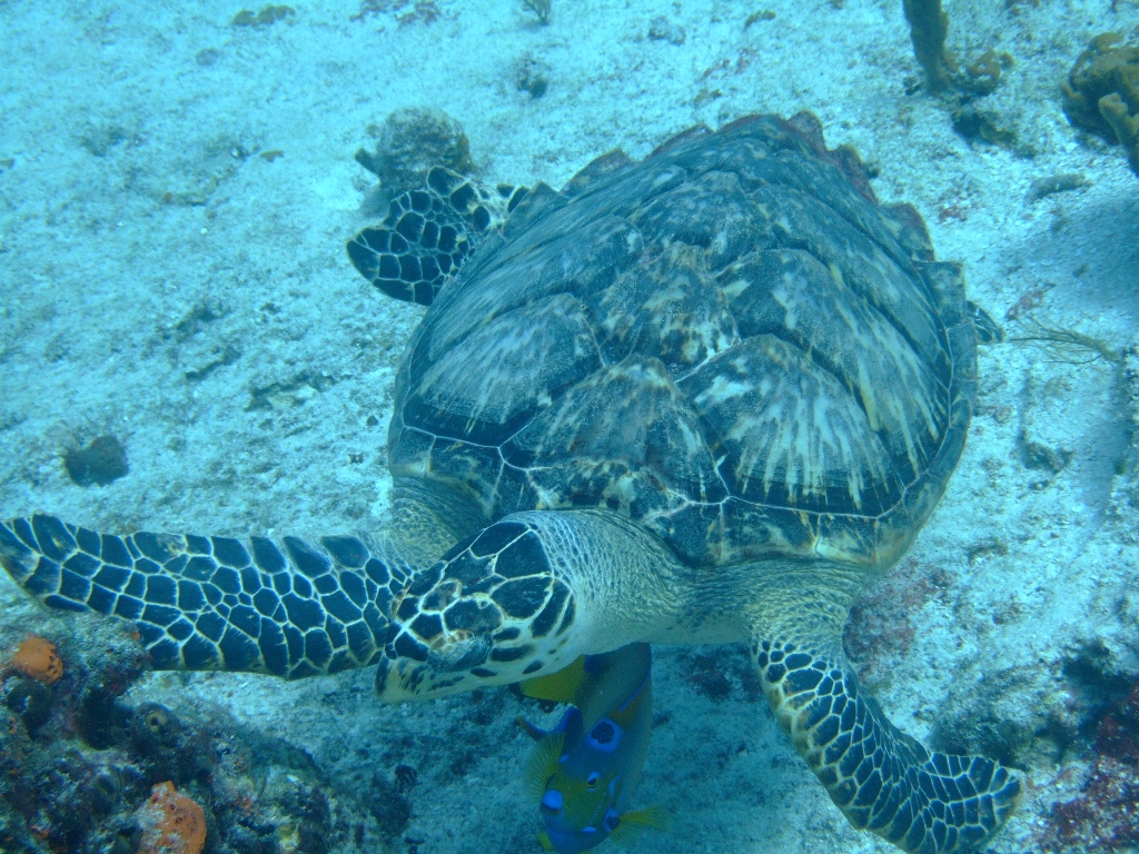 Turtle - Cozumel