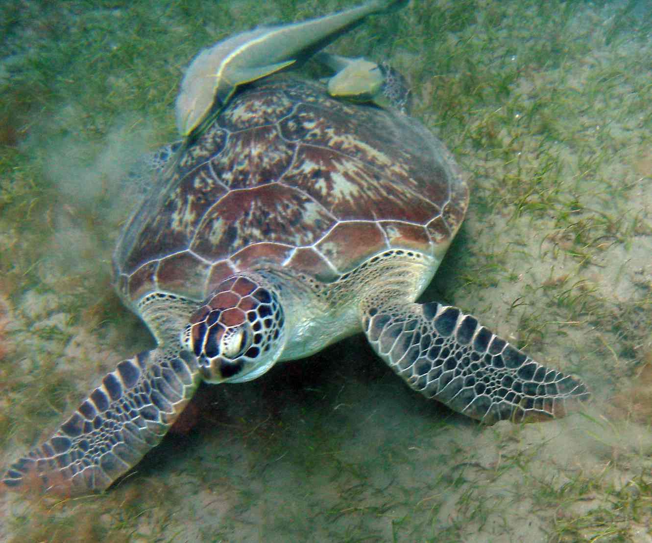 Turtle - Is it a green or what type?