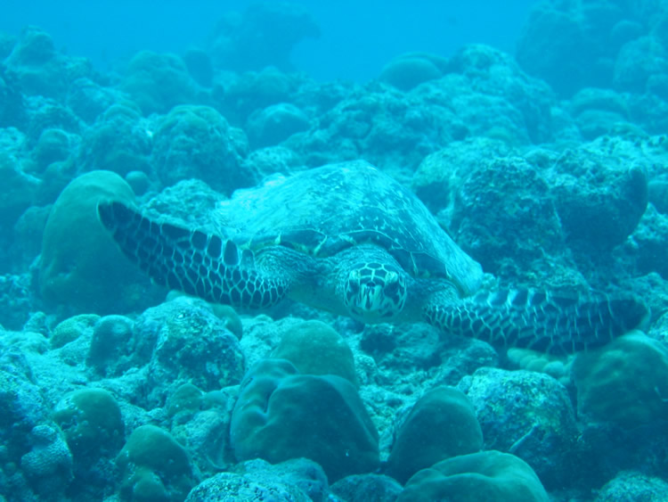 Turtle, Maldives 2