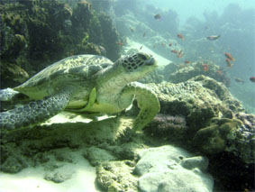 Turtle @ Menjangan Island
