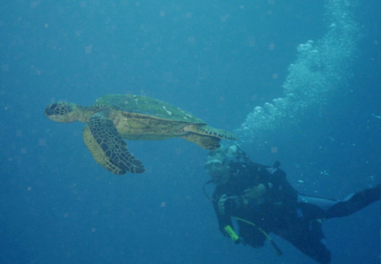 Turtle off of Kona