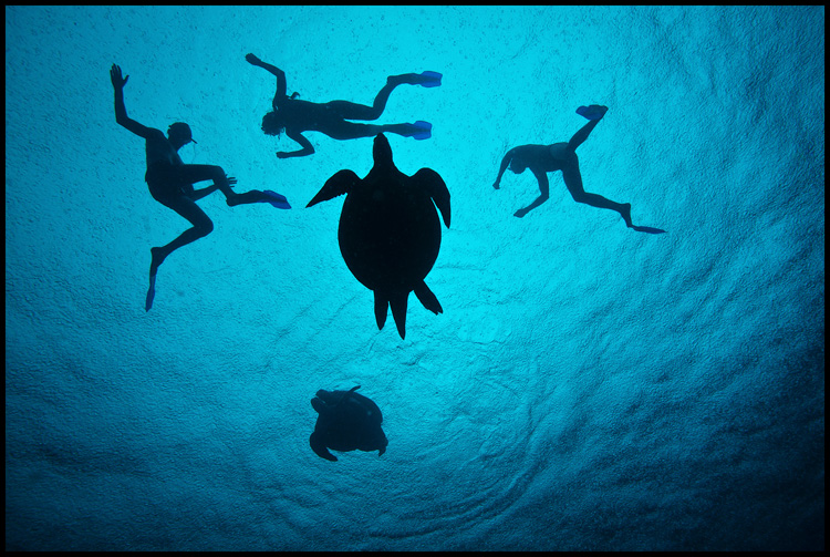 Turtles, sex and snorkelers