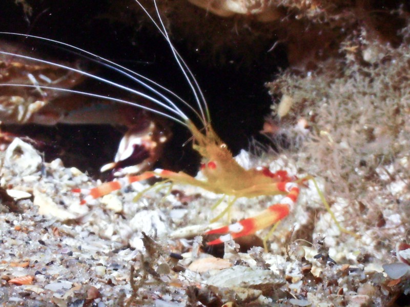 Two Headed Shrimp