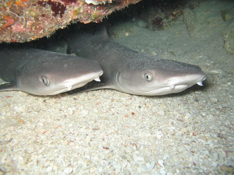 Two juvenile White Tip Sharks