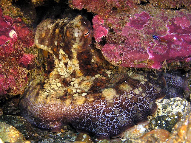 Two-spotted octopus