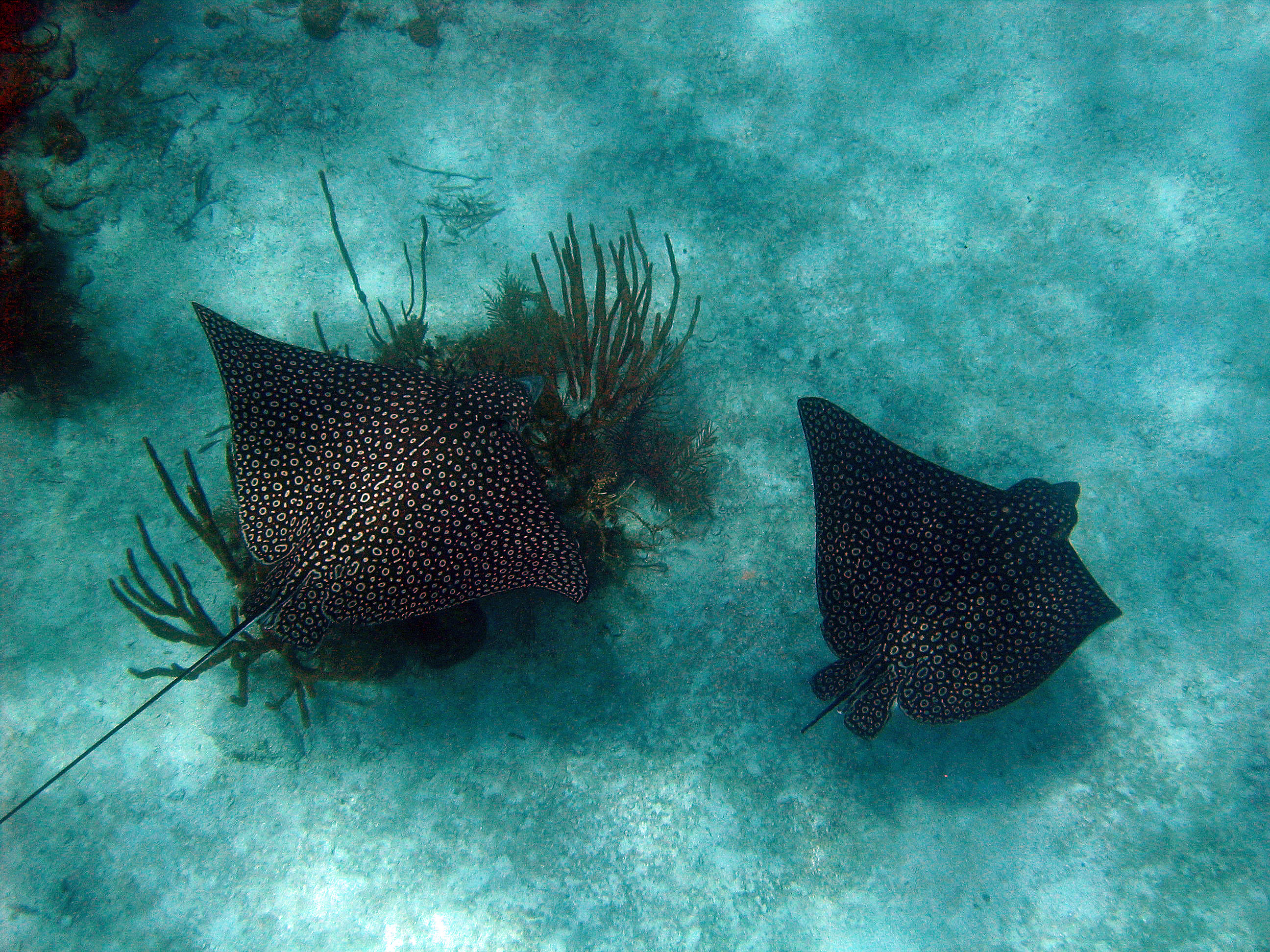 two_spotted_rays